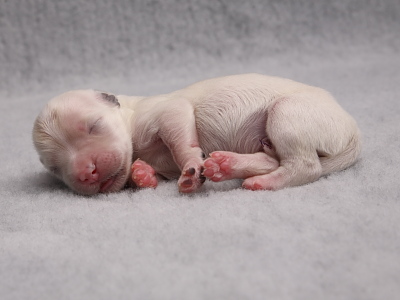 Bichon Havanais hvalpe - Kennel Miki Nanoq